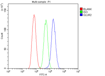 Ionotropic Glutamate receptor 2/GRIA2 Rabbit Polyclonal Antibody