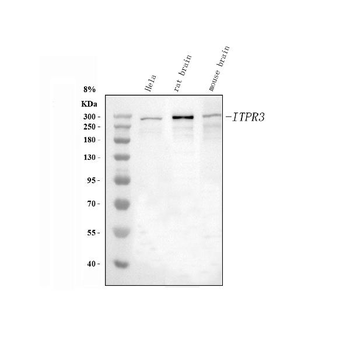 IP3 receptor/ITPR1 Rabbit Polyclonal Antibody