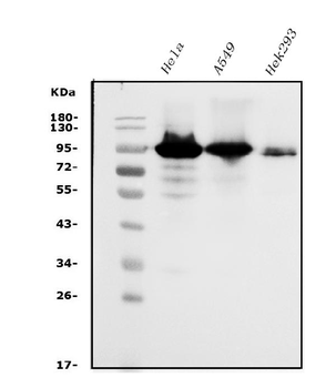 Glucocorticoid Receptor/NR3C1 Rabbit Polyclonal Antibody
