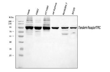 Transferrin Receptor/TFRC Rabbit Polyclonal Antibody