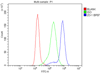ZO1 tight junction protein/TJP1 Rabbit Polyclonal Antibody