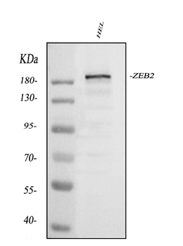 Smad Interacting Protein 1/ZEB2 Rabbit Polyclonal Antibody