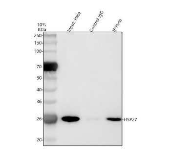 Hsp27/HSPB1 Rabbit Polyclonal Antibody