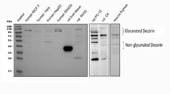 Decorin/DCN Rabbit Polyclonal Antibody