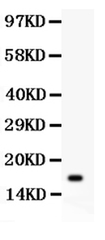 IL16 Rabbit Polyclonal Antibody