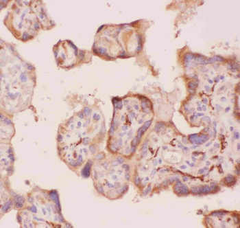 Angiopoietin 2/ANGPT2 Rabbit Polyclonal Antibody