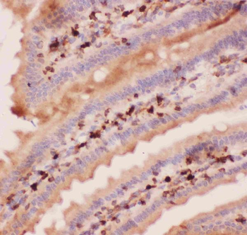 Angiopoietin 2/ANGPT2 Rabbit Polyclonal Antibody