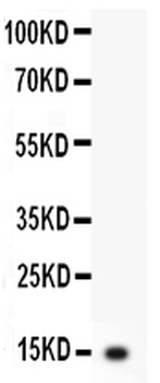 Interleukin-3 IL3 Rabbit Polyclonal Antibody