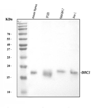 Survivin/BIRC5 Rabbit Polyclonal Antibody