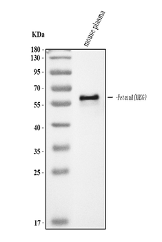 Fetuin A/AHSG Rabbit Polyclonal Antibody