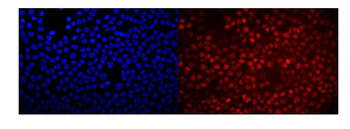 RACK1 GNB2L1 Rabbit Polyclonal Antibody