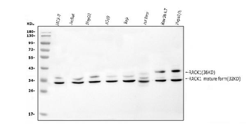 RACK1 GNB2L1 Rabbit Polyclonal Antibody
