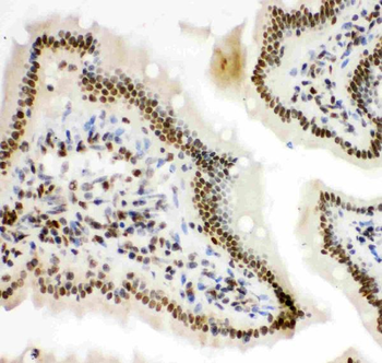 HIF-1-alpha/HIF1A/HIF Rabbit Polyclonal Antibody