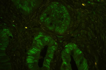 MCM7 Rabbit Polyclonal Antibody