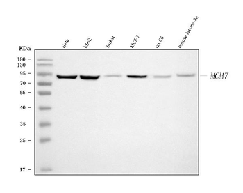 MCM7 Rabbit Polyclonal Antibody