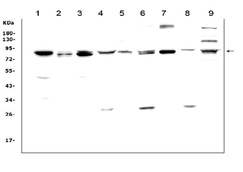 MAD1/MAD1L1 Rabbit Polyclonal Antibody