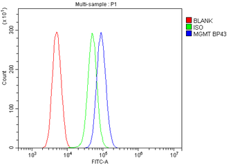 MGMT Rabbit Polyclonal Antibody