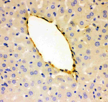 Von Willebrand Factor/VWF Rabbit Polyclonal Antibody