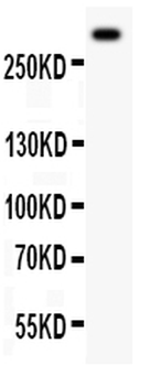 Von Willebrand Factor/VWF Rabbit Polyclonal Antibody