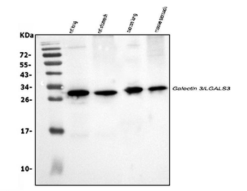 Galectin 3/LGALS3 Rabbit Polyclonal Antibody