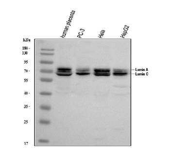 Lamin A+C/LMNA Rabbit Polyclonal Antibody