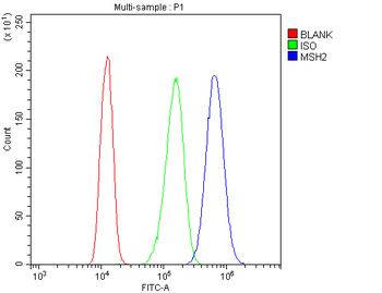 MSH2 Rabbit Polyclonal Antibody