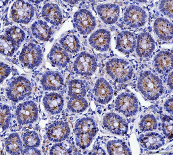 Mucin 5AC/MUC5AC Rabbit Polyclonal Antibody