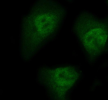 HEF1/NEDD9 Rabbit Polyclonal Antibody