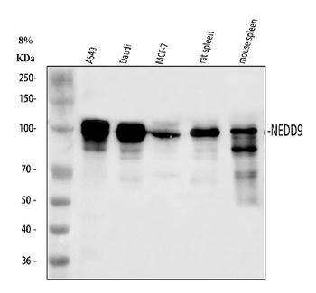 HEF1/NEDD9 Rabbit Polyclonal Antibody