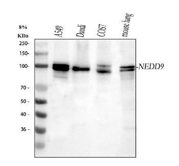 HEF1/NEDD9 Rabbit Polyclonal Antibody