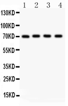 NRG1 Rabbit Polyclonal Antibody