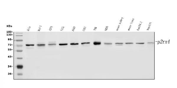 P2RX4 Rabbit Polyclonal Antibody