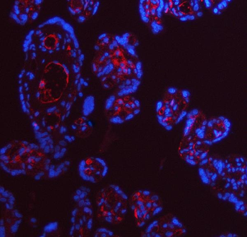 Apolipoprotein E/APOE Rabbit Polyclonal Antibody