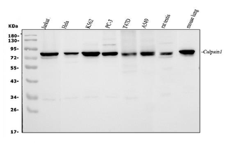 Calpain 1/CAPN1 Rabbit Polyclonal Antibody