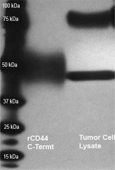 CD44 Rabbit Polyclonal Antibody