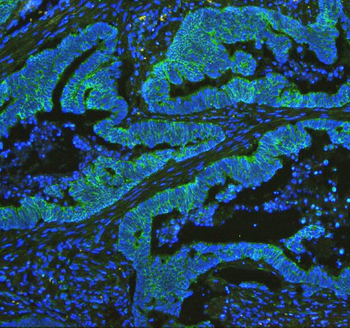 Cytochrome C/CYCS Rabbit Polyclonal Antibody