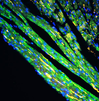 Cytochrome C/CYCS Rabbit Polyclonal Antibody