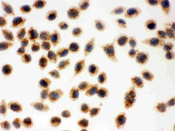 Cytochrome C/CYCS Rabbit Polyclonal Antibody