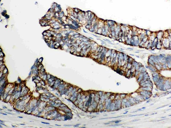 Cytochrome C/CYCS Rabbit Polyclonal Antibody
