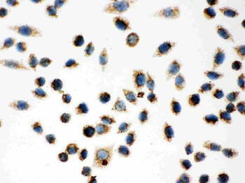 Hsp60/HSPD1 Rabbit Polyclonal Antibody