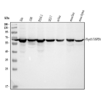 Hsp60/HSPD1 Rabbit Polyclonal Antibody
