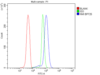 N myc interactor/NMI Rabbit Polyclonal Antibody