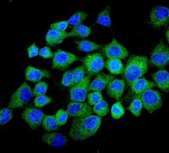N myc interactor/NMI Rabbit Polyclonal Antibody