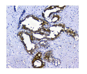 N myc interactor/NMI Rabbit Polyclonal Antibody