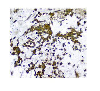 N myc interactor/NMI Rabbit Polyclonal Antibody