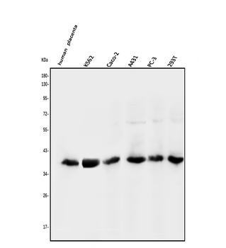 N myc interactor/NMI Rabbit Polyclonal Antibody