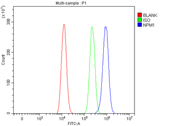Nucleophosmin/NPM1 Rabbit Polyclonal Antibody