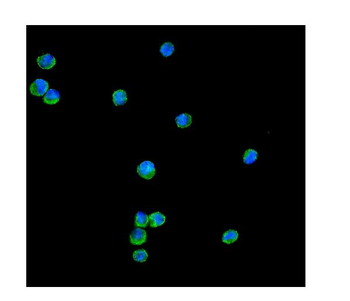 Peroxiredoxin 1/PRDX1 Rabbit Polyclonal Antibody
