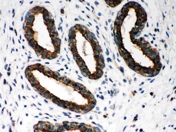 Peroxiredoxin 1/PRDX1 Rabbit Polyclonal Antibody