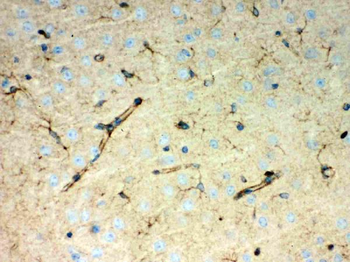 Peroxiredoxin 1/PRDX1 Rabbit Polyclonal Antibody